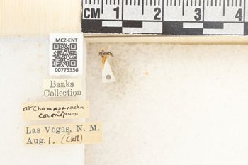 Media type: image;   Entomology 775356 Aspect: Labels